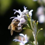 Abeille noir sur fleur de romarin