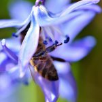 Zoom abeille qui butine