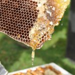 Extraction du miel