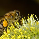 Pollen