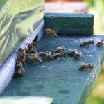 Abeilles à l'entrée de la ruche